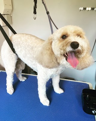 Lewes Dog Groomers