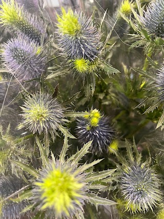 Blooms At London (Fulham Broadway)