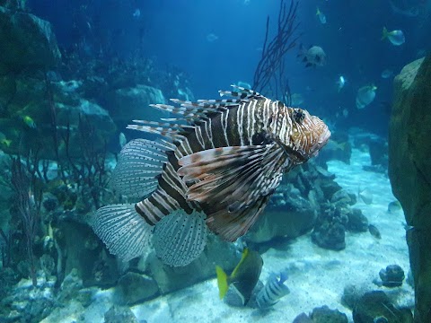 National Marine Aquarium