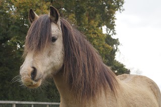 Redwings Horse Sanctuary