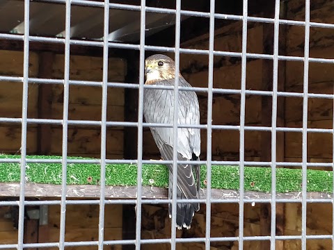 National Bird of Prey Centre