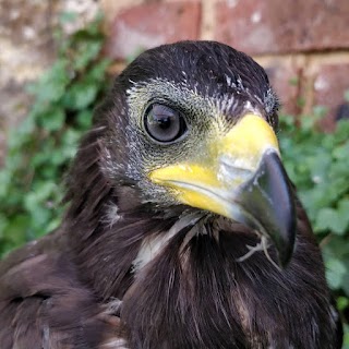 The Raptor Centre