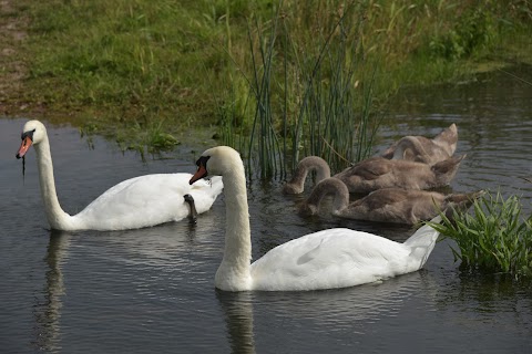 RSPB St Aidan's