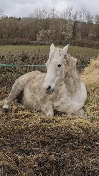 Bell Equine Veterinary Clinic