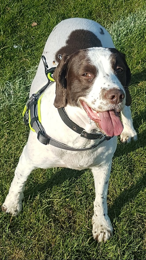 Springbank Farm Kennels & Cattery, Manchester