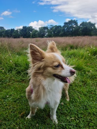 Twilight Bark Walking & Grooming Risca