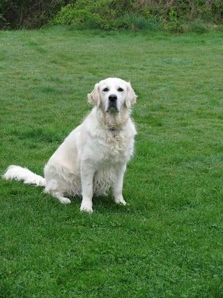 Pennard Vets Borough Green