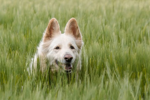 Dog Walking Wokingham