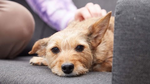 Brook House Veterinary Centre - Shirley