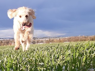 Buddy's Walking Adventures