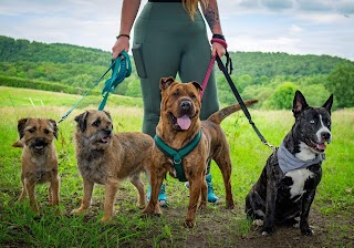 Jurassic Bark Dog Walking & Pet Services