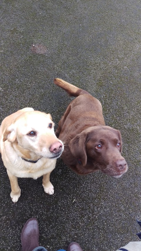 Riverside Boarding Kennels & Cattery