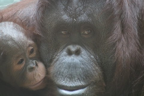 Orangutan House - Twycross Zoo