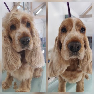 Harriet's Dog Grooming & Day Care