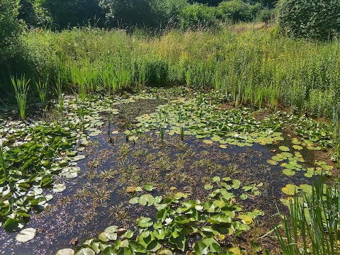 Hawthorns Urban Wildlife Centre