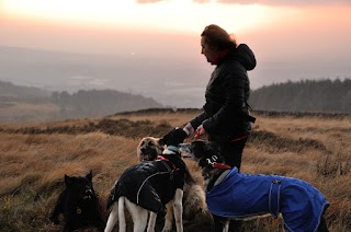 Merlins Dog Walking