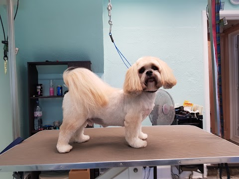 Cherished Pets, Bournemouth | Salon Dog Grooming!