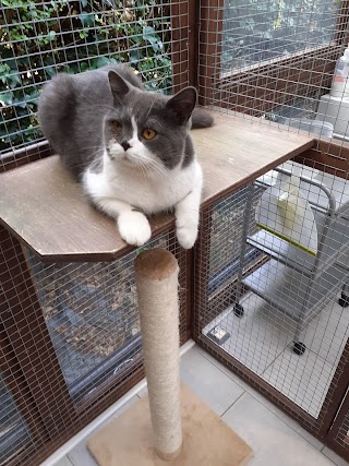 Froglands Purrfection Cattery