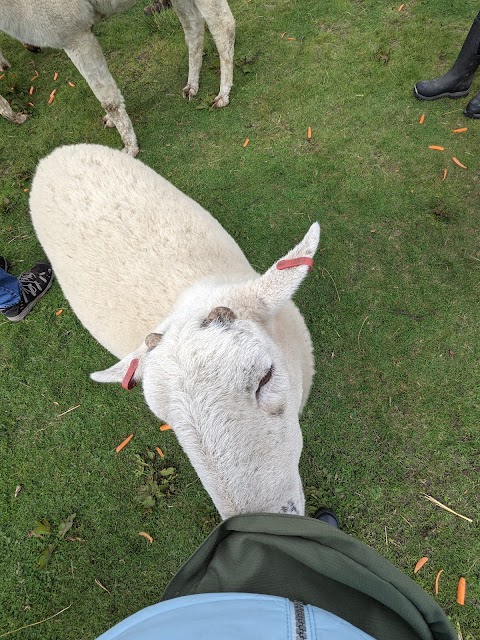 Calderbrook Alpacas