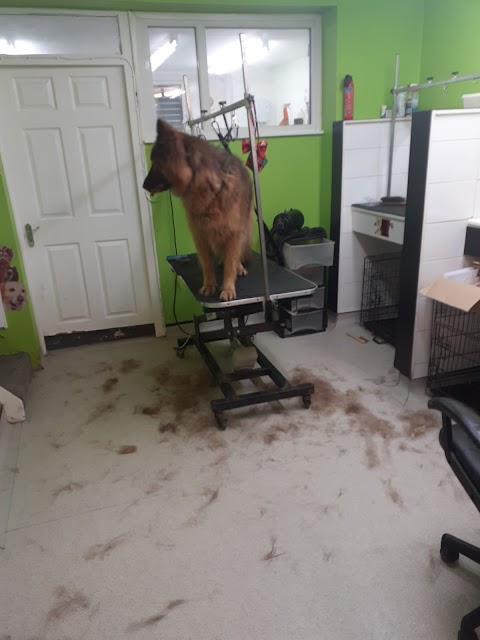 Top Dogz Salon