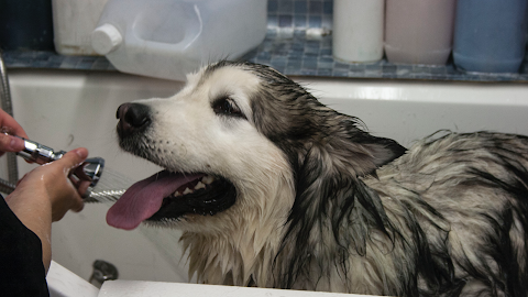 Dirty Dog Grooming and Self Service Dog Wash