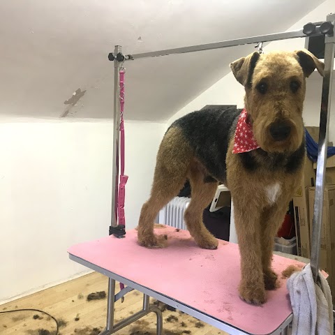 Mucky Mutts dog grooming