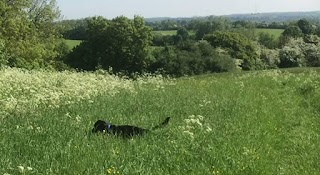 Leighton Buzzard dog walking