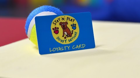 Stay N Play Doggy Daycare