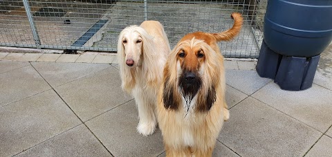 Bed & Biscuit Dog Boarding Kennels