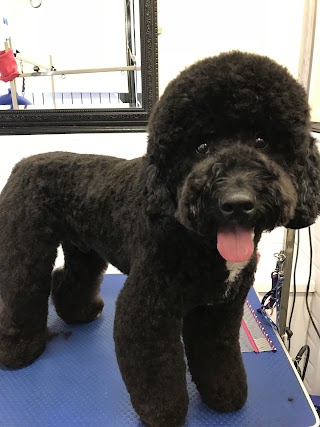 Dazzles Dog Grooming