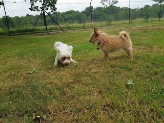 Wey Farm Boarding Kennels & Cattery