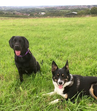 Happy Houndz (home dog boarding)