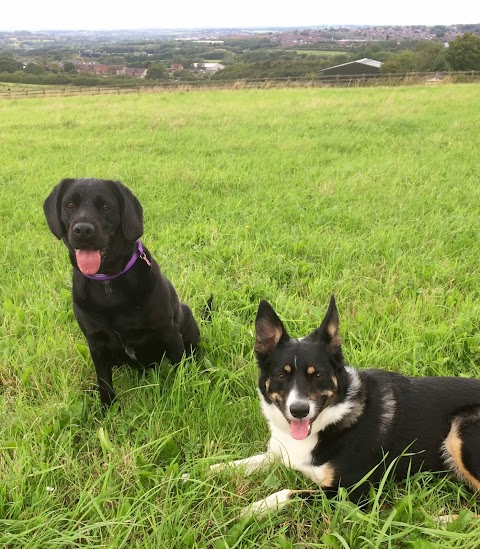 Happy Houndz (home dog boarding)