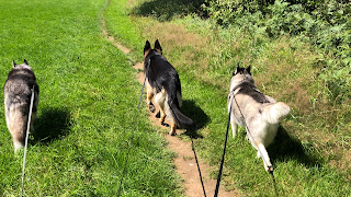 Wilmslow Walkies now Woofs Washes and Walkies