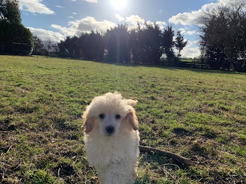 Perfect Paws (Melton Mowbray) Boarding Kennels & Cattery