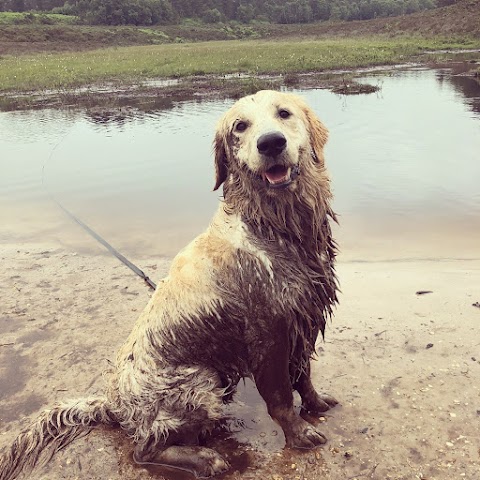 The Dog Walker - New Forest