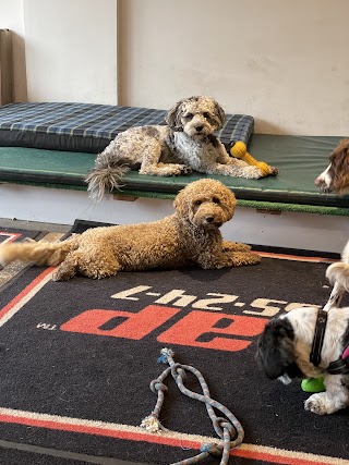 Fido & Co Doggy Daycare