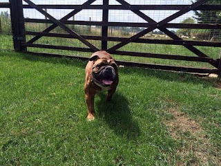 Chalet Kennels