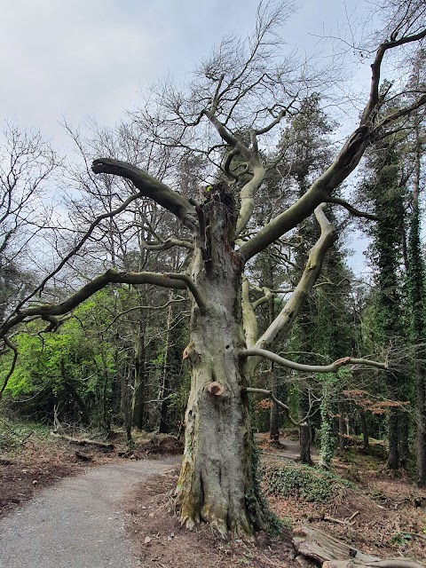 Cairn Wood