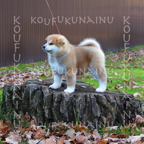 KOUKUFUNAINU - Akita-inu, Shiba-inu and Hokkaido Kennel