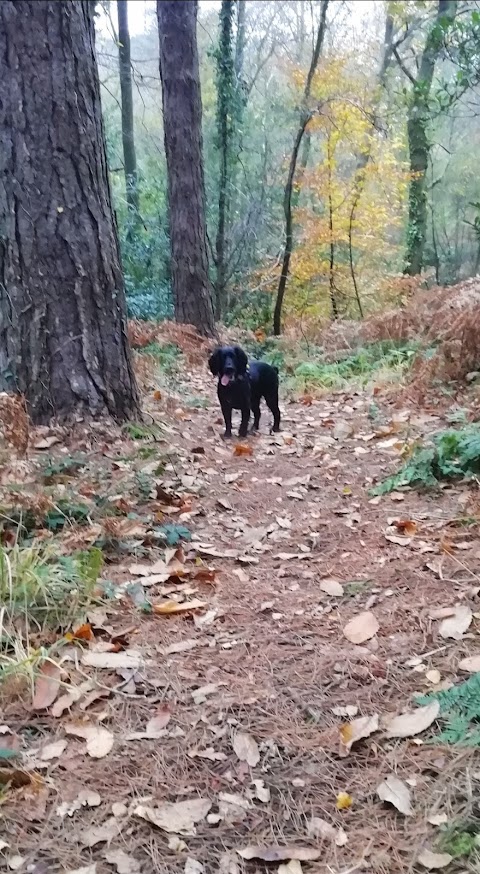 New Forest Spaniel Adventures