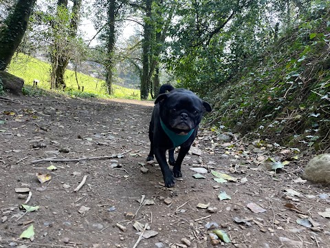 One to One Dog Walking