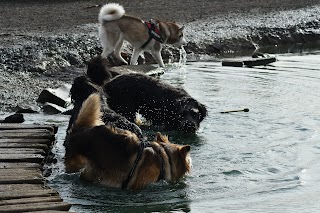 Unleashed Dog Adventure Park