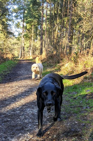 Henry's Walking Pals