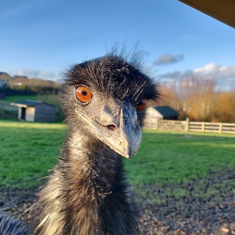 Feadon Wildlife & Education Centre