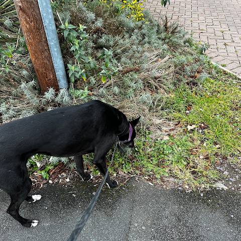 Pringle Pawz Dog Walker