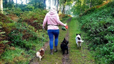 Avalons Animal Care: Dog walker, Forest of Dean