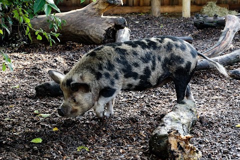 Bearded Pigs