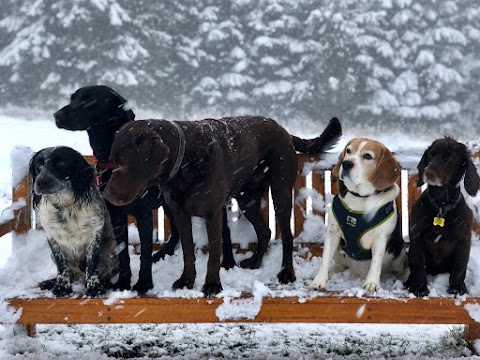 Scholar Dogs - Dog Walking & Home Boarding