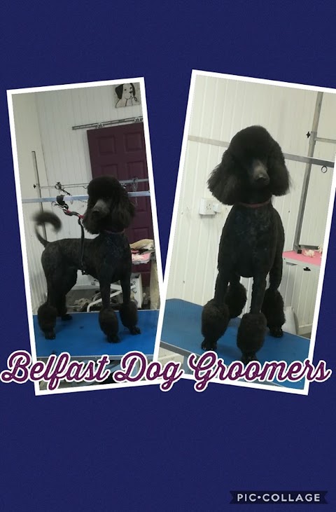 Belfast Dog Groomers North